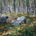 11 ядовитых растений России, которые можно встретить в природе: памятка для скачивания