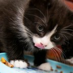 В большинстве кошачьих кормов обнаружили тяжелые металлы, пестициды и химические вещества из пластика